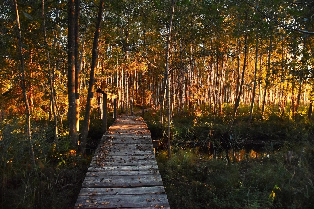 ' Evening Light ' 14th October 2023 A walk in the evening forest, although the light was beautiful... Estonia. 📷️: clickasnap.com/profile/marjem… #photooftheday #thephotohour #clickasnap #goldenhourforestphotography #magicalforest