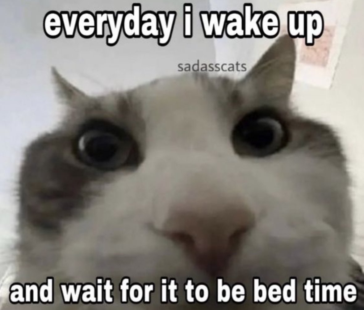 LiterallyMeCats (@literallymecats) on Twitter photo 
