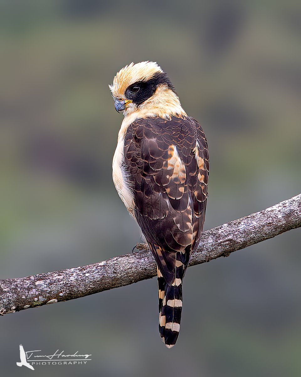 Laughing Falcon | Alajuela, Costa Rica #birdphotography #BirdsOfTwitter #NaturePhotography #TwitterNatureCommunity #TwitterNaturePhotography #wildlife #CostaRica