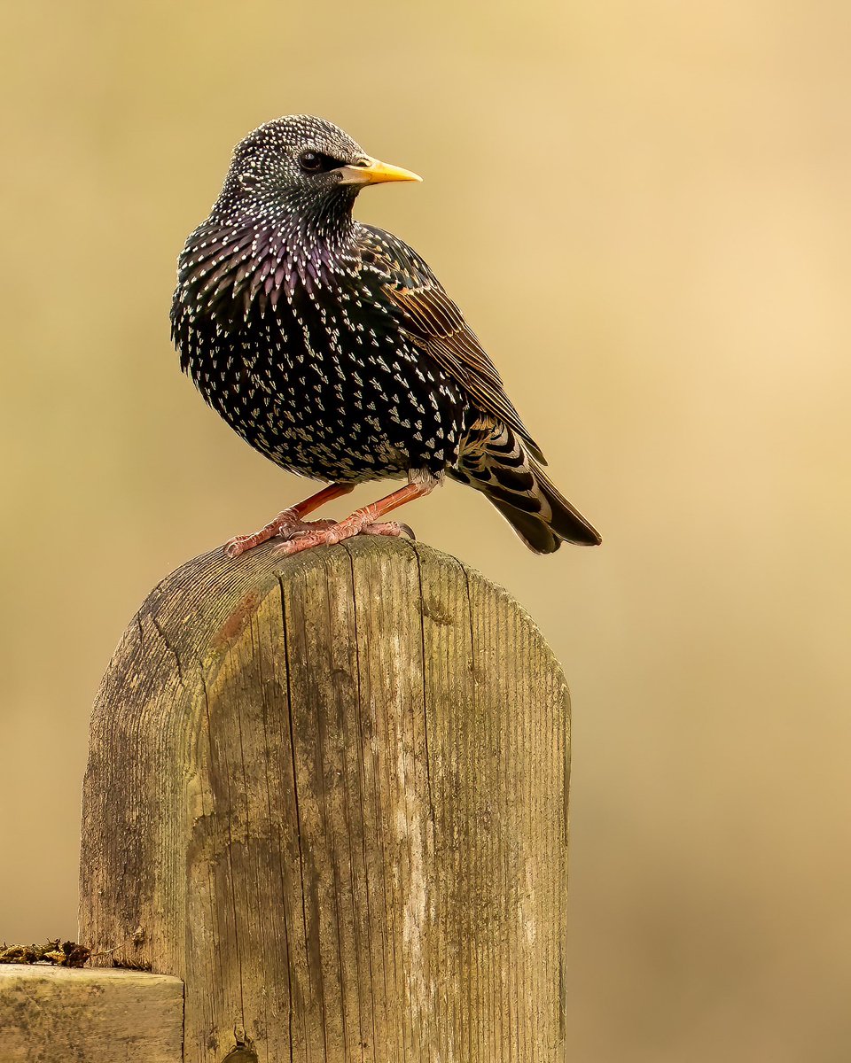 The Starlings are back in their beautiful winter coats ! Aren’t they beautiful?! 🤩 

@Natures_Voice #BirdTwitter 
#wildlifeonearth #wildlife #nature
#TwitterNatureCommunity 
#wildlifephotography #wildlife