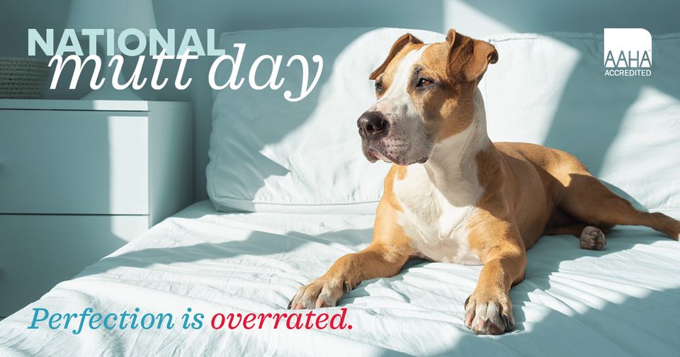 We love celebrating these pups not once but twice per year! Also celebrated on July 31st. Happy National Mutt Day #2 to the best boys &amp; girls. 😍

#nationalmuttday