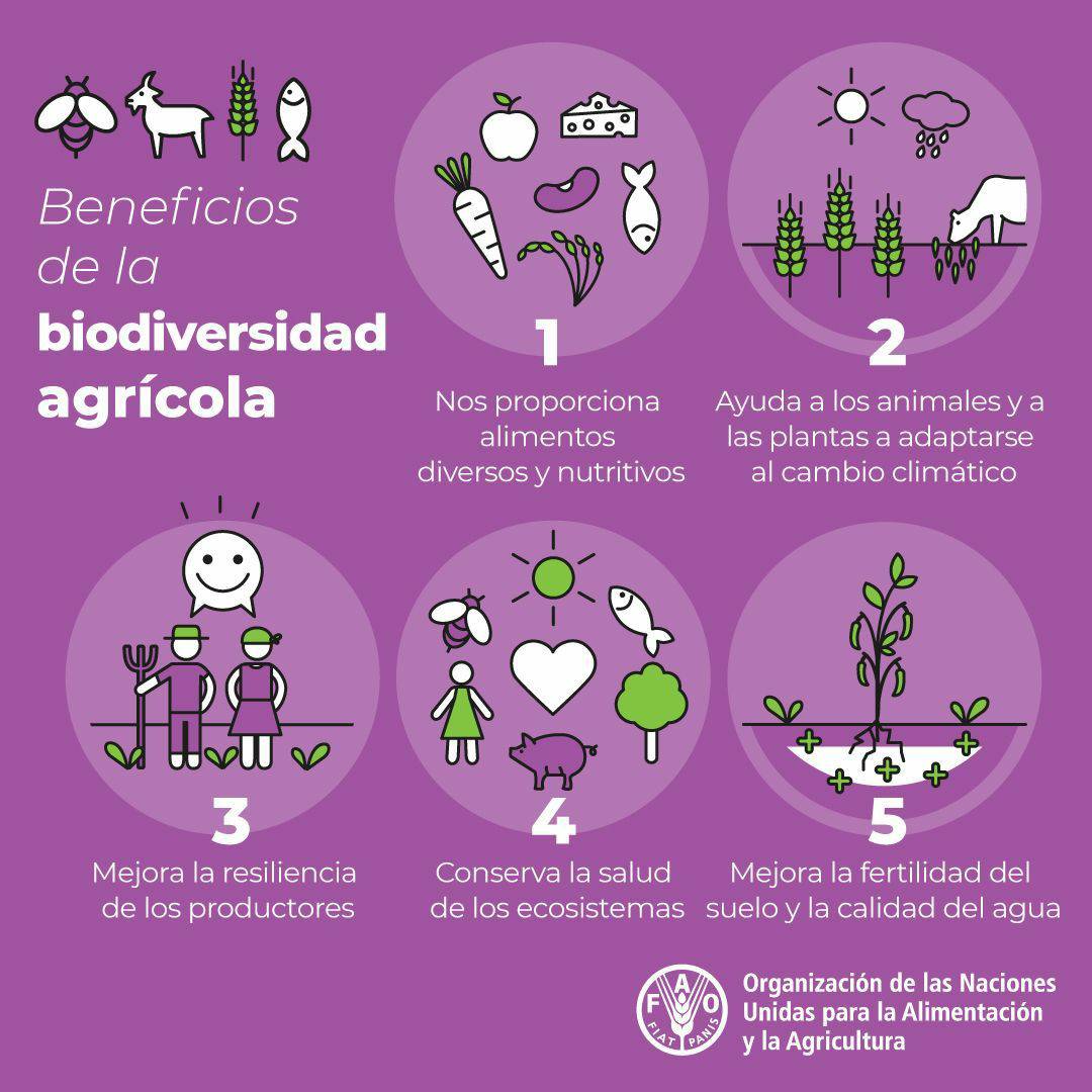 🐌 La #Biodiversidad es esencial para la salud de los ecosistemas, la producción sostenible de alimentos y la resiliencia de los medios de vida.

😯 ¿Y sabías de los importantes beneficios de la biodiversidad agrícola? ¡Aquí te contamos! 🌻