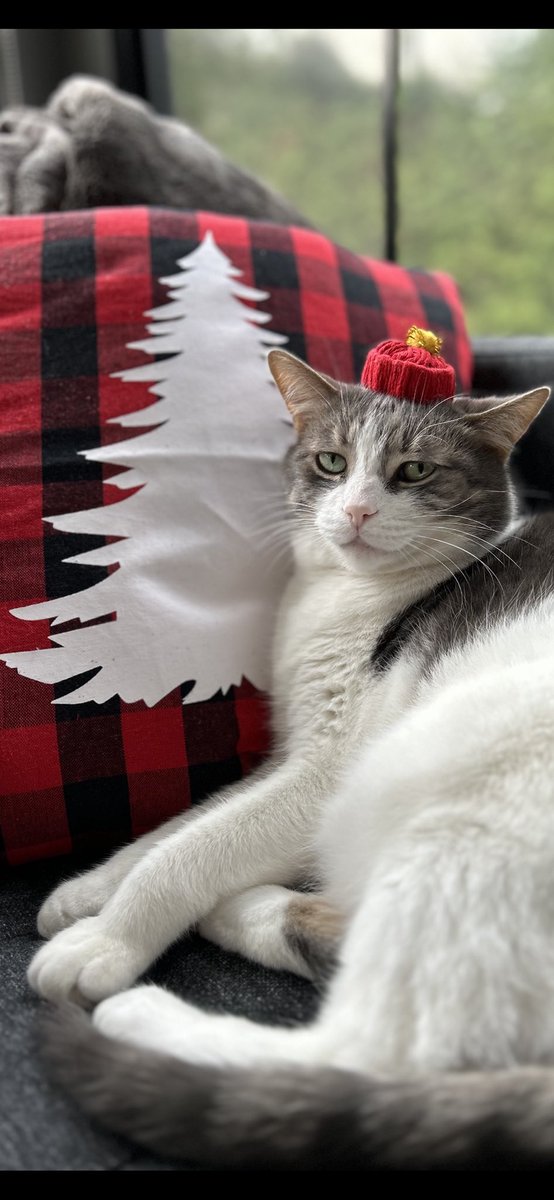 The cat is “in the spirit”