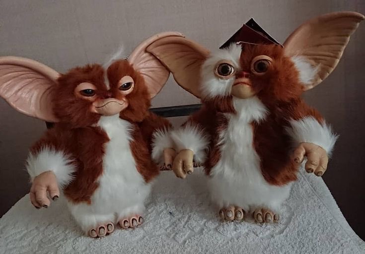 Real life pictures of my Guinea pigs