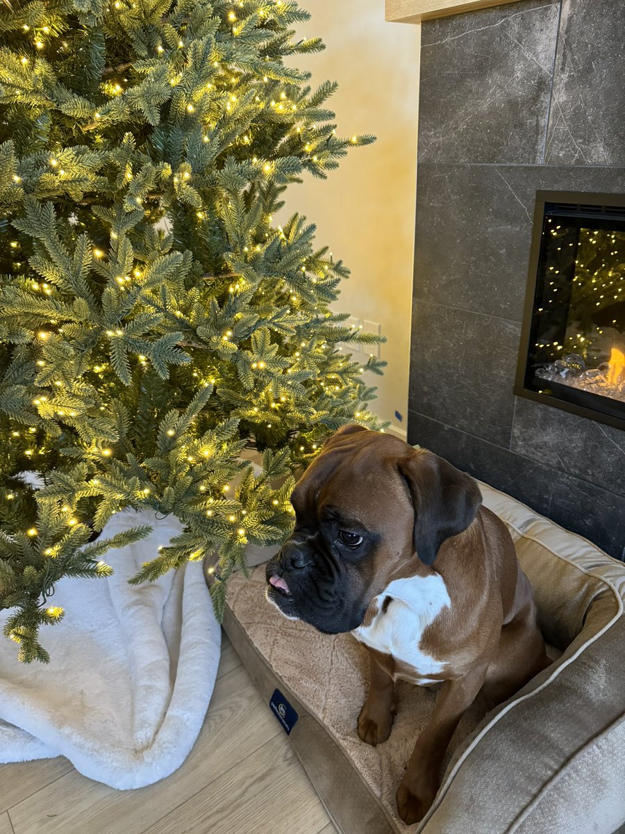 brando (daddy) tweet media