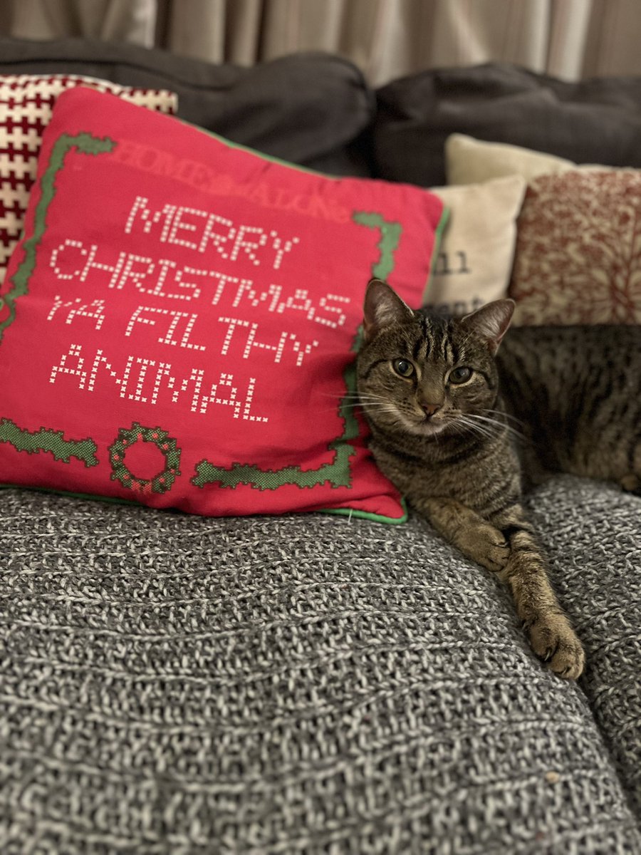 NicolaKwrites's tweet photo. No caption required #CatsOfX #yafilthyanimal #Posey #cats #Christmas2023 https://t.co/UUVFvWqvlT