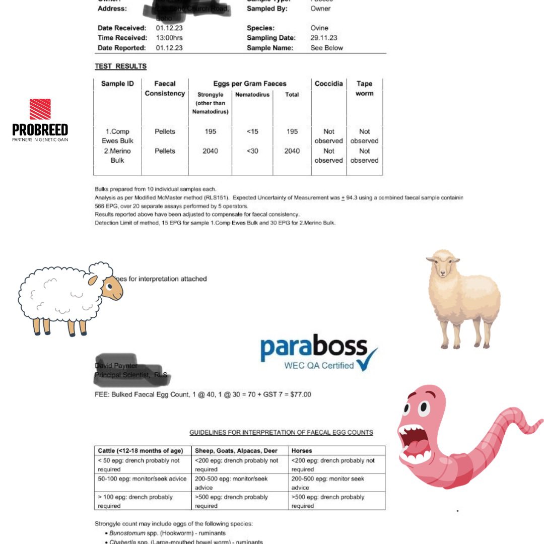ProBreed's tweet photo. You have to squint to see the range, the client was amazed at the range. #worms #wormtest #probreed #maternalefficiency #productionefficiency #primelambs #primelambsystems #wool #lamb #mutton https://t.co/qhq9bA3MDq