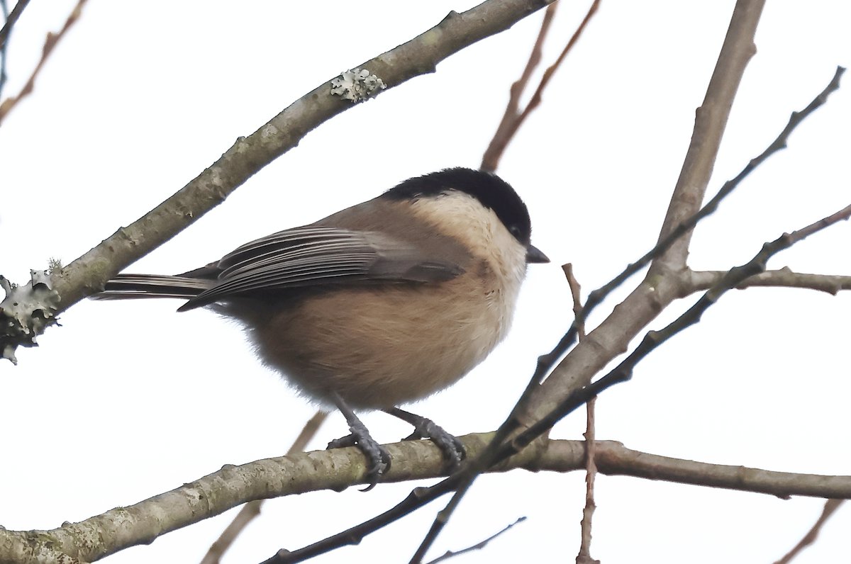Great fun to take part in the joint <a href="/CBWPS1/">Cornwall Birds</a> <a href="/RENEW_nature/">RENEW</a> Willow Tit Task Force volunteer training day today. And we even saw this ansum bewty! Find out more about this collaborative project here: cbwps.org.uk/the-cornwall-w…