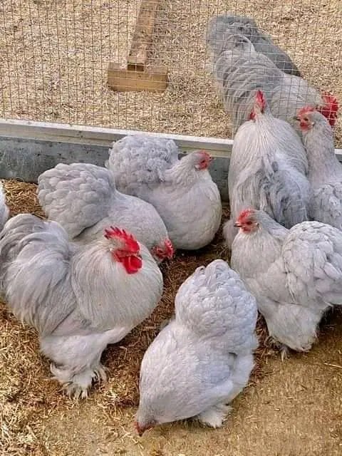 HAMBISANI HOLDINGS (@hambisanil) on Twitter photo 