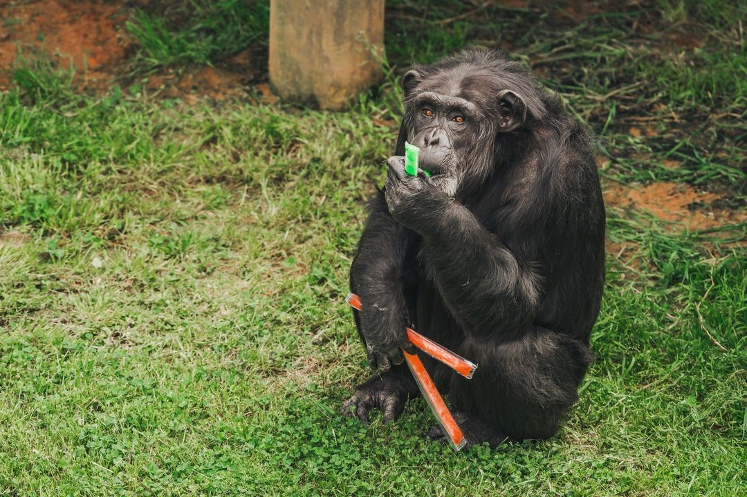 Chimps Daily tweet media