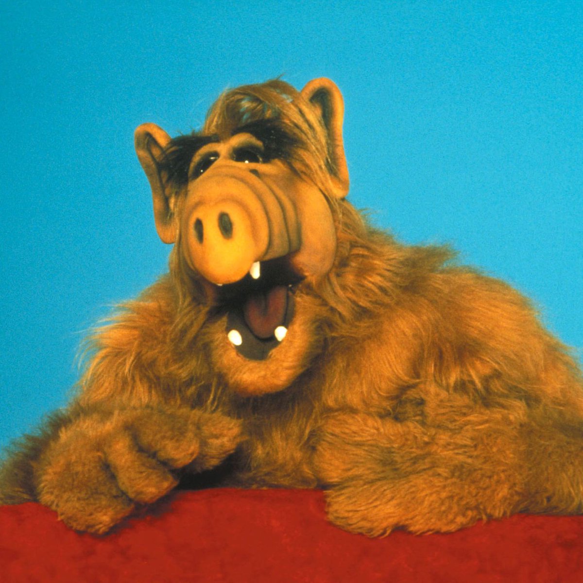 WarnerBros_Char's tweet photo. 3rd Warner Bros. Character of the Day is:
Gordon Shumway AKA ALF from ALF

#WarneroftheDay #ALF #LorimarTelepictures #AlienProductions https://t.co/M5ALlYKx0Y