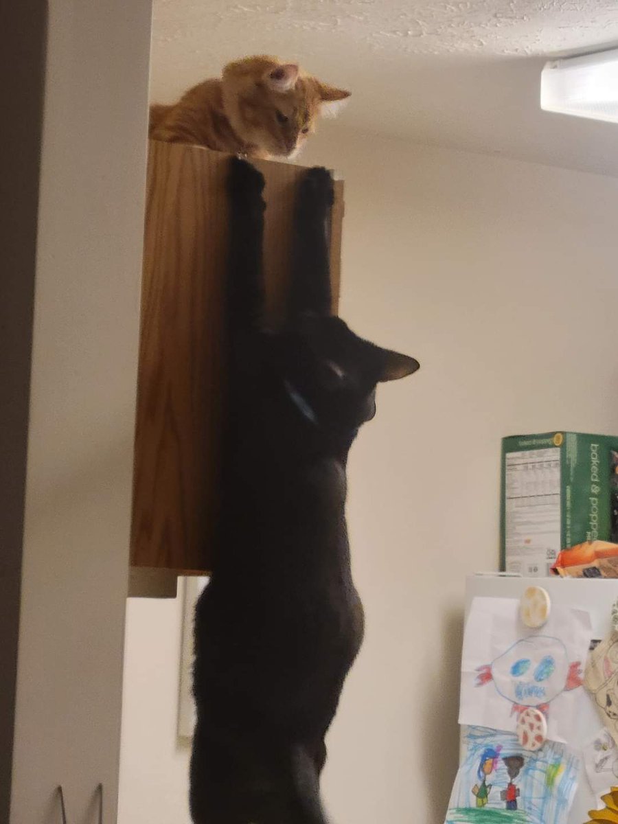 pinbackjess's tweet photo. @HollyConrad 2 of my cats reenacting the scene from the lion king https://t.co/BBsGcsIwh5