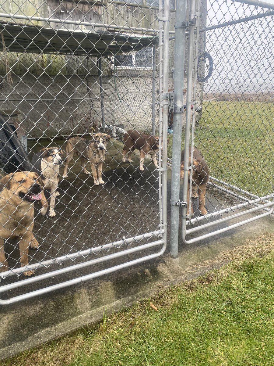 Someone missing 5 dogs showed up about hour ago marburg road <a href="/DoverLions/">Port Dover Lions</a> <a href="/myFM989/">98.9 myFM</a> <a href="/PDMapleLeaf/">Port Dover MapleLeaf</a> <a href="/NorfolkCountyCA/">Norfolk County</a>