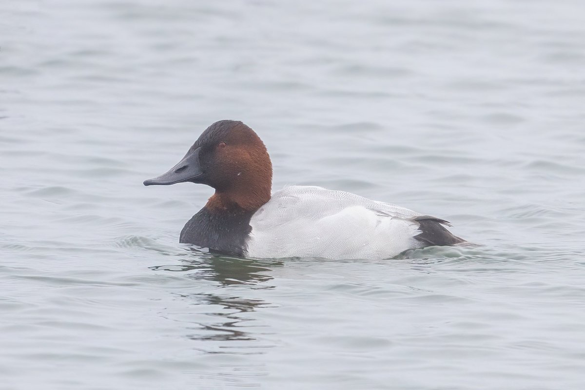 A return to Abberton in the hope of better light for photography was sadly unsuccessful, a real shame as the forecast was good and the Canvasback showed well.