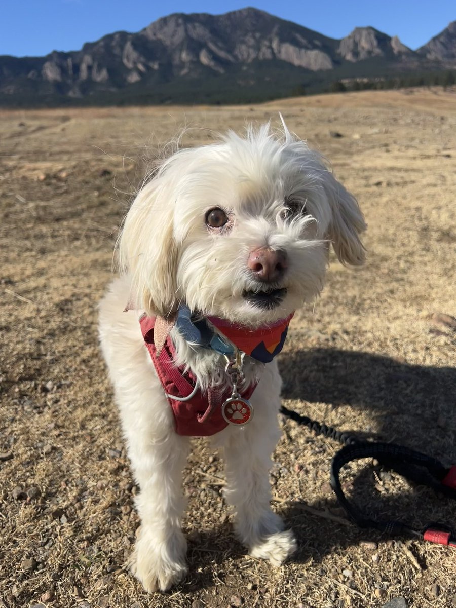 Wuhpappels's tweet photo. I should start tweeting more, particularly with how pawsome my life is.  I mean, naked hiking…what could be better?  
#nakedhiking #petme #1 #❤️ #🐾🐾 #⛰️ #hiking #hikingbuddy #dogadventures #bestwoof #cutest #dogsofcolorado #colorado #traildog #walkies https://t.co/SK2X5e1MWB