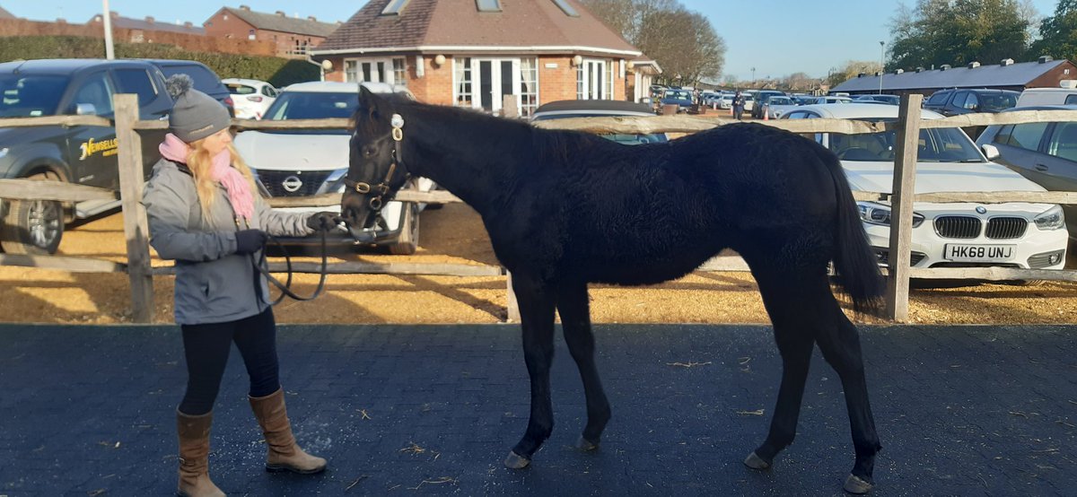 Delighted that my colt foal by Havana Grey (no.1017) sold at Tattersalls, yesterday for 70,000 guineas to KSE Bloodstock. 
Thanks to Whitsbury Manor Stud for their advice and  staff at The National Stud who consigned him.
Thanks to Marie Smith who  looked after him at home.
