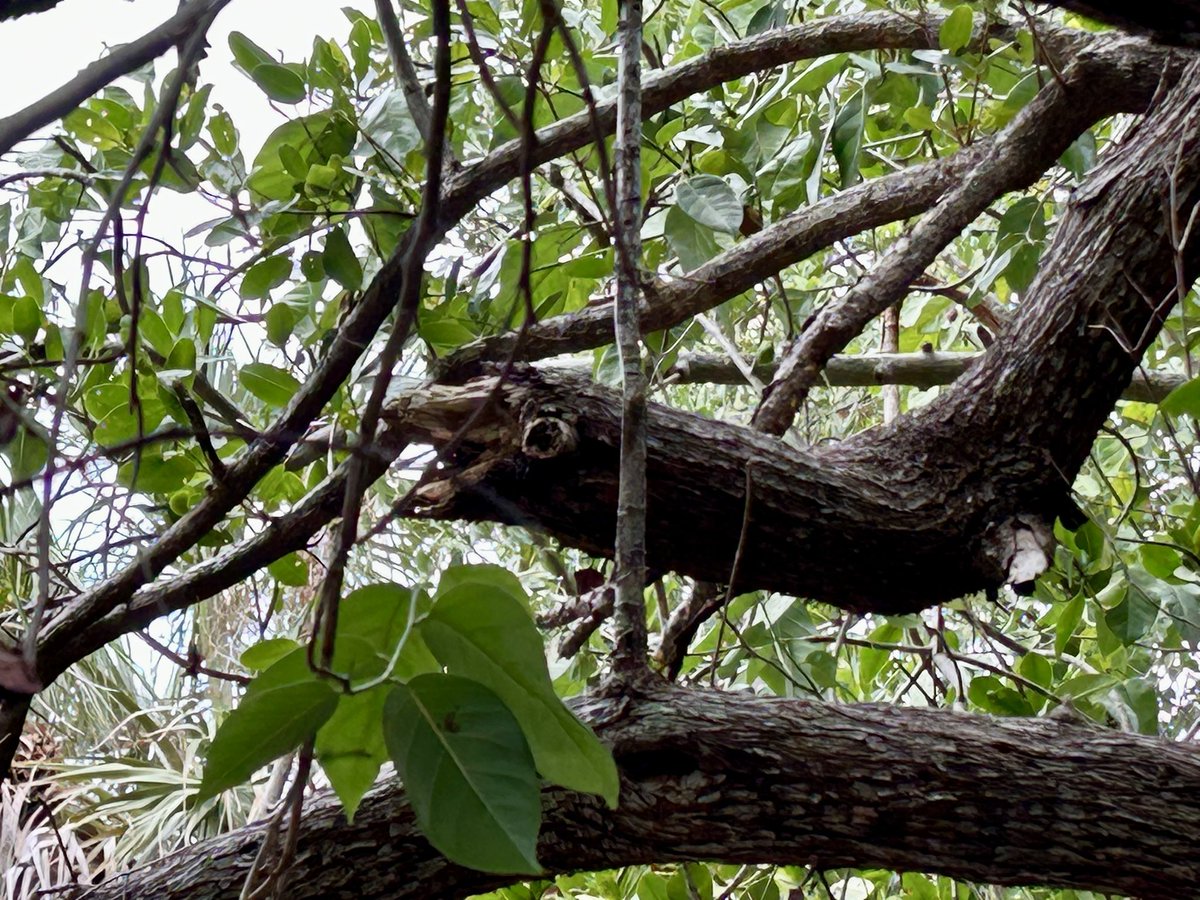 Lisette den Breems tweet media