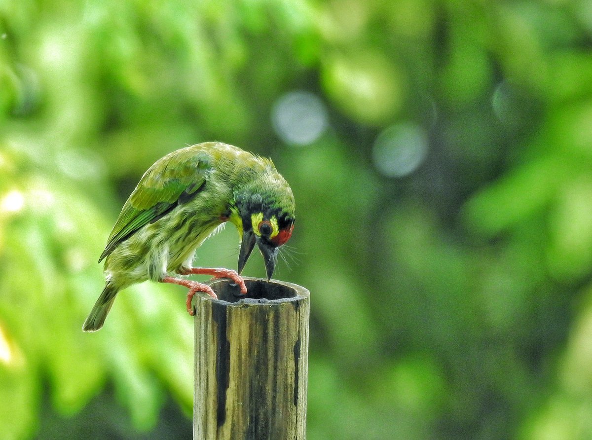 Sanjib_Birder's tweet photo. This vibrant Coppersmith Barbet gazing into the bamboo hollow โ is it contemplating nesting or perhaps just curious about the hidden world within? #KoshiTappu2022 #BirdWatching #curiousexplorer #birdingnepal #birdingadventures #wildlife https://t.co/axhJz8AcSM