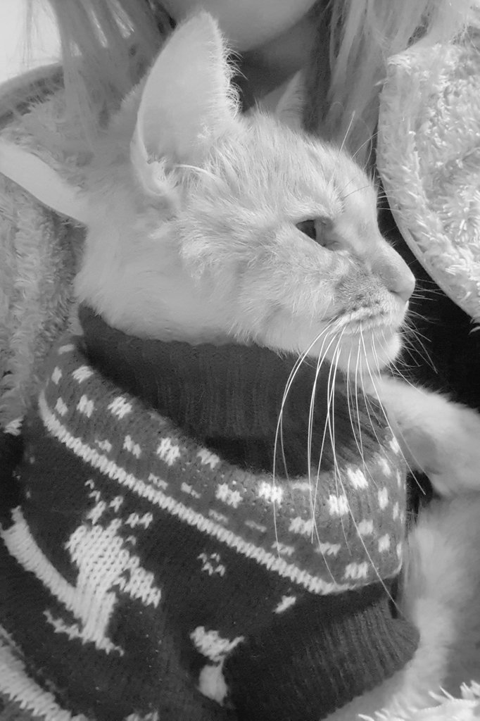 R a c h🔻 tweet media