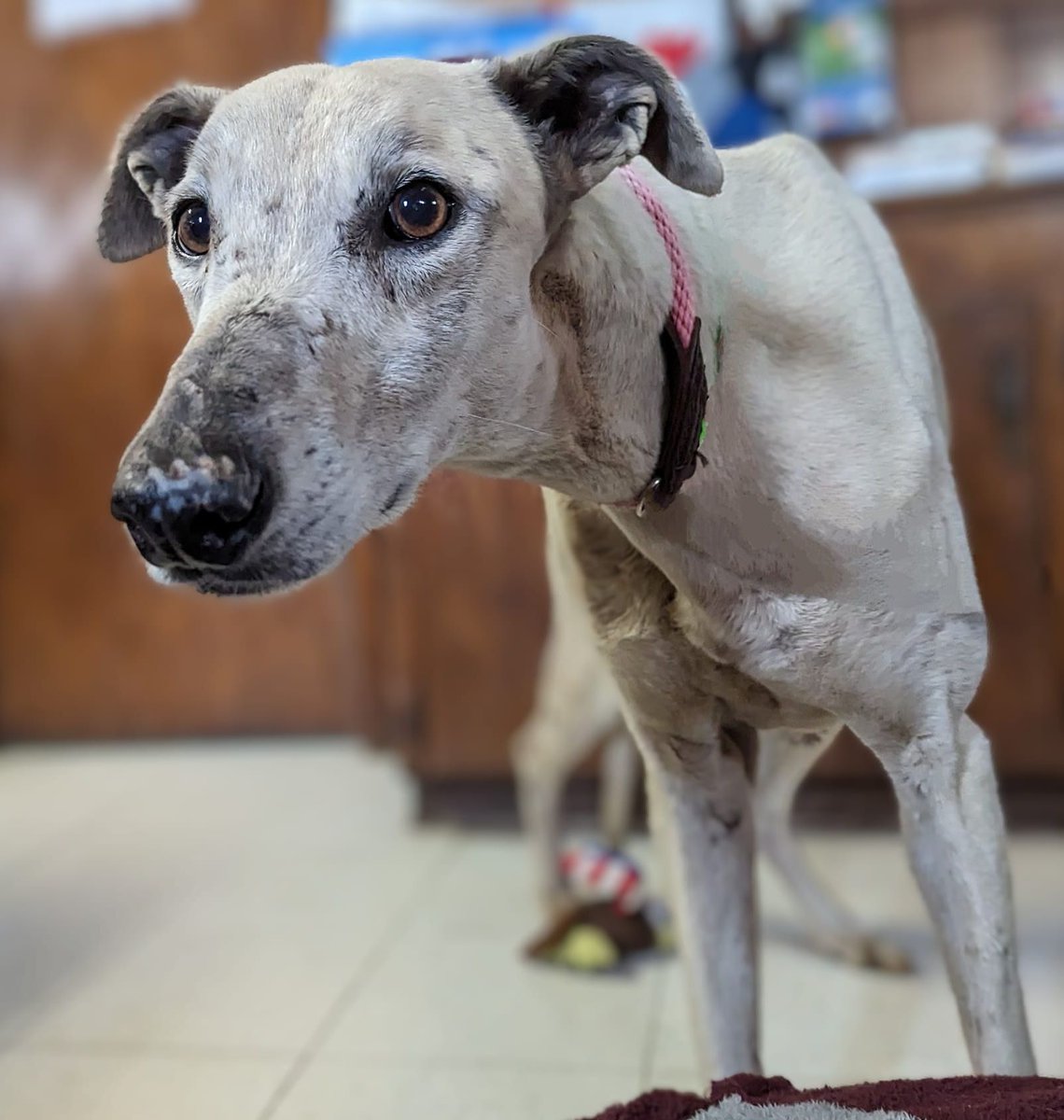 💓 Acme, who joined the GALT family from an OK animal shelter with Wylie, Beep, and Cliff, had recovered from Ehrlichia Canis and is now ready to find his forever home. No cats for him please. galtx.org/hound/acme/  #Greyhounds #AdoptableGreyhounds
