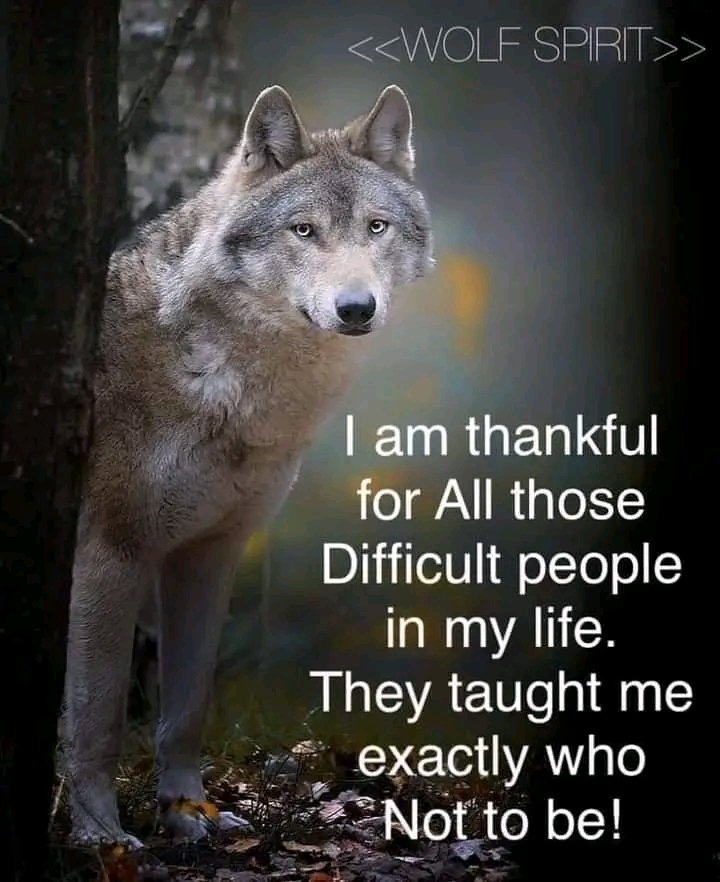 natives_wolf's tweet photo. #FridayFeeling #FridayVibes #SaturdayVibes #SaturdayMorning #SaturdayMood #FursuitFriday #MFF2023 #Caturday #HomeDepot #Colored #SaturdayMotivation #auroraborealis #ClimateScam #Pontins #BrigitForsyth #puppy #wolfofTwitter #dog #pet #animal
#wolf #wolves https://t.co/tadGxAL2cN