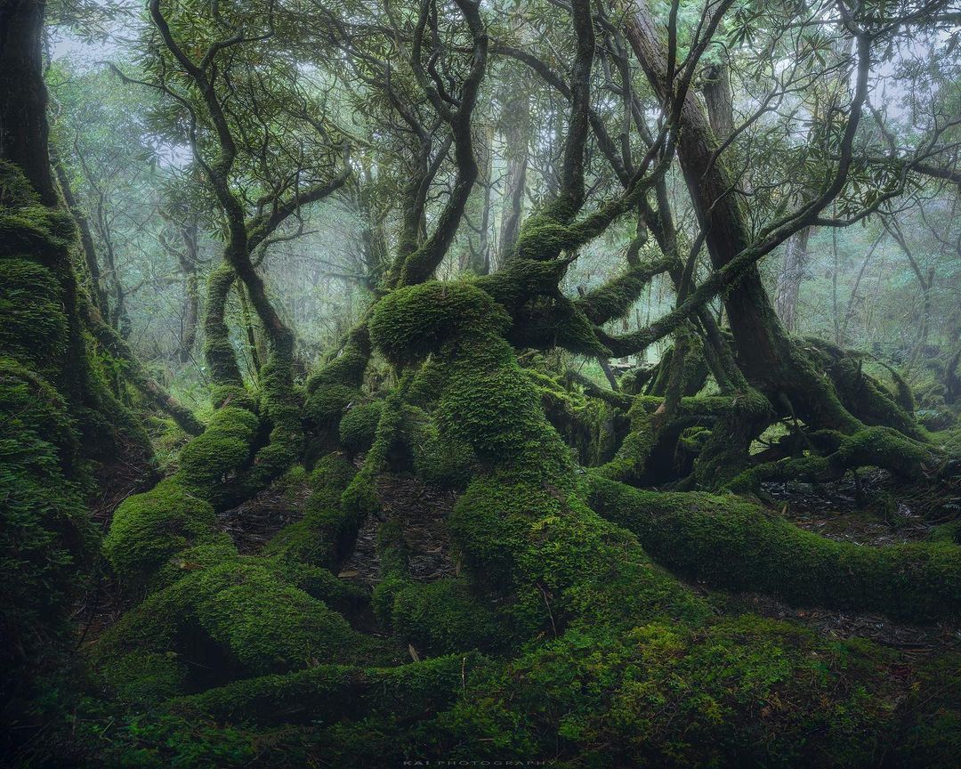 Teether128309's tweet image. Face like a peach blossom, heart as deep as the sea