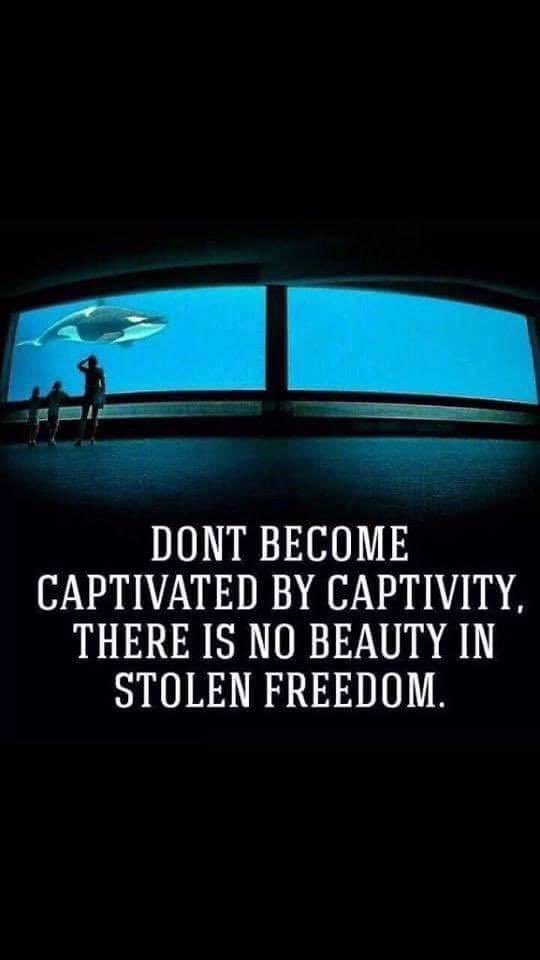 @netzfrauen @_AnimalAdvocate @AsiaforAnimals #orca stolen freedom tell others not to support