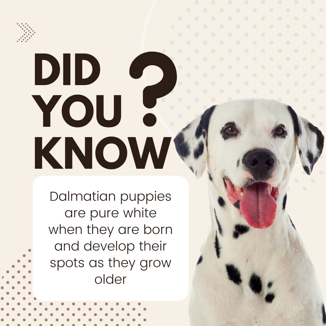preciousdoggo's tweet photo. Dog Facts #11
Do we have any Dalmatian owners here? 😍 🐶
#dogsoftwitter #doggo #dog #dogs #doglife #dogfacts #facts #dalmatian #facttime #didyouknow #furbaby #family #doglovers #dogowners #dogclub https://t.co/R4IGhZmBir
