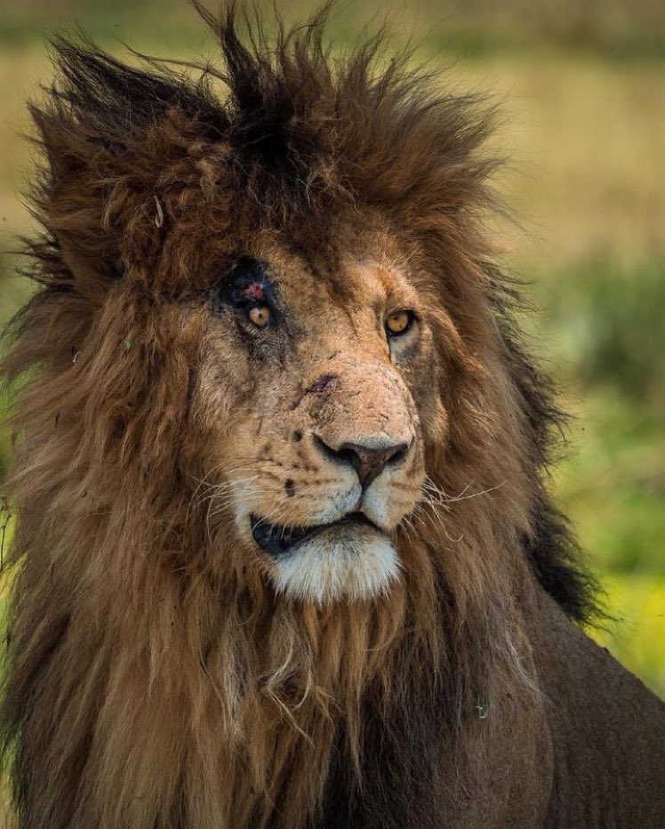 قصة وفاة اشهر اسد بالتاريخ الملقب the legendary Scar (الندبة الاسطورية) 🦁

 إذ مشغول :
 "فضلوا التغريدة وارجع لها بعدين