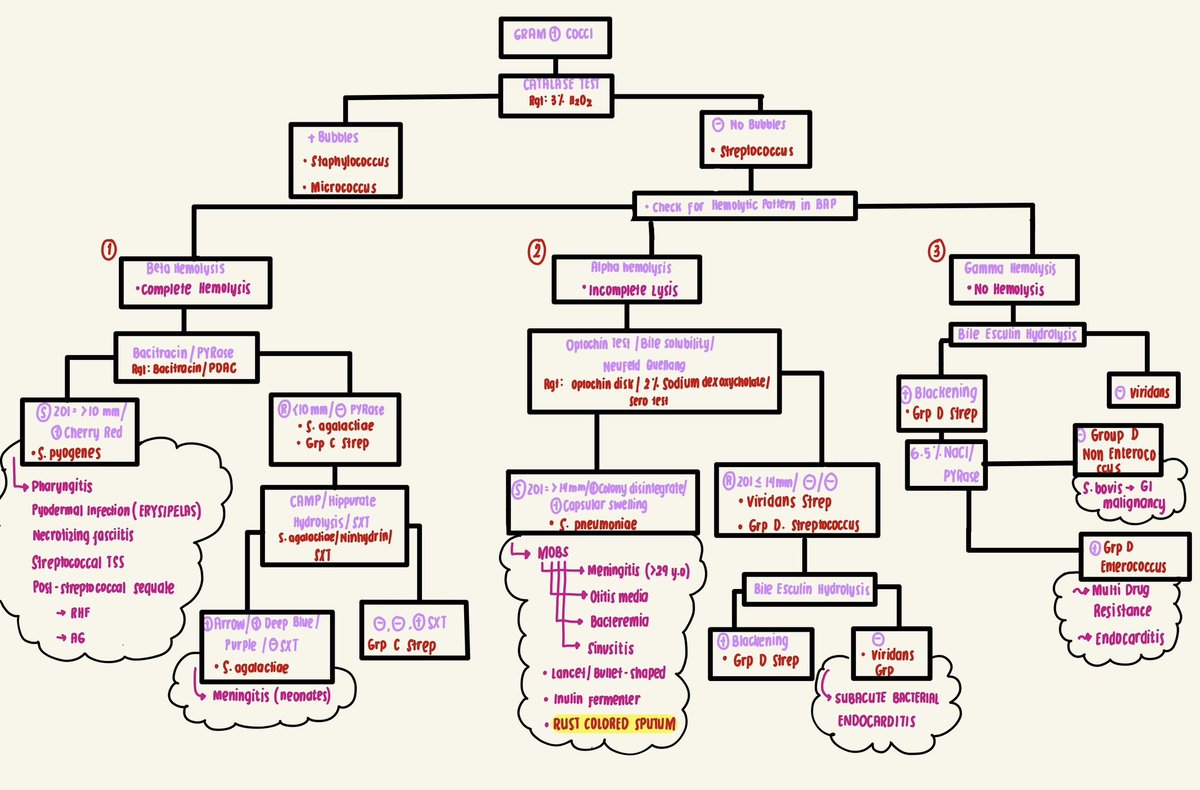 📌Gram Positive Cocci Workup
