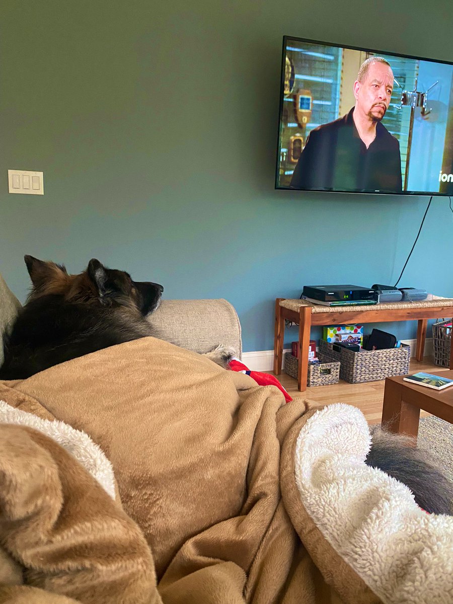 LDBlondePod's tweet photo. A rainy,  cuddly, SVU rerun type of day with my best boy 

(He’s clearly a very big @FINALLEVEL fan) https://t.co/VOxqh2pHh5