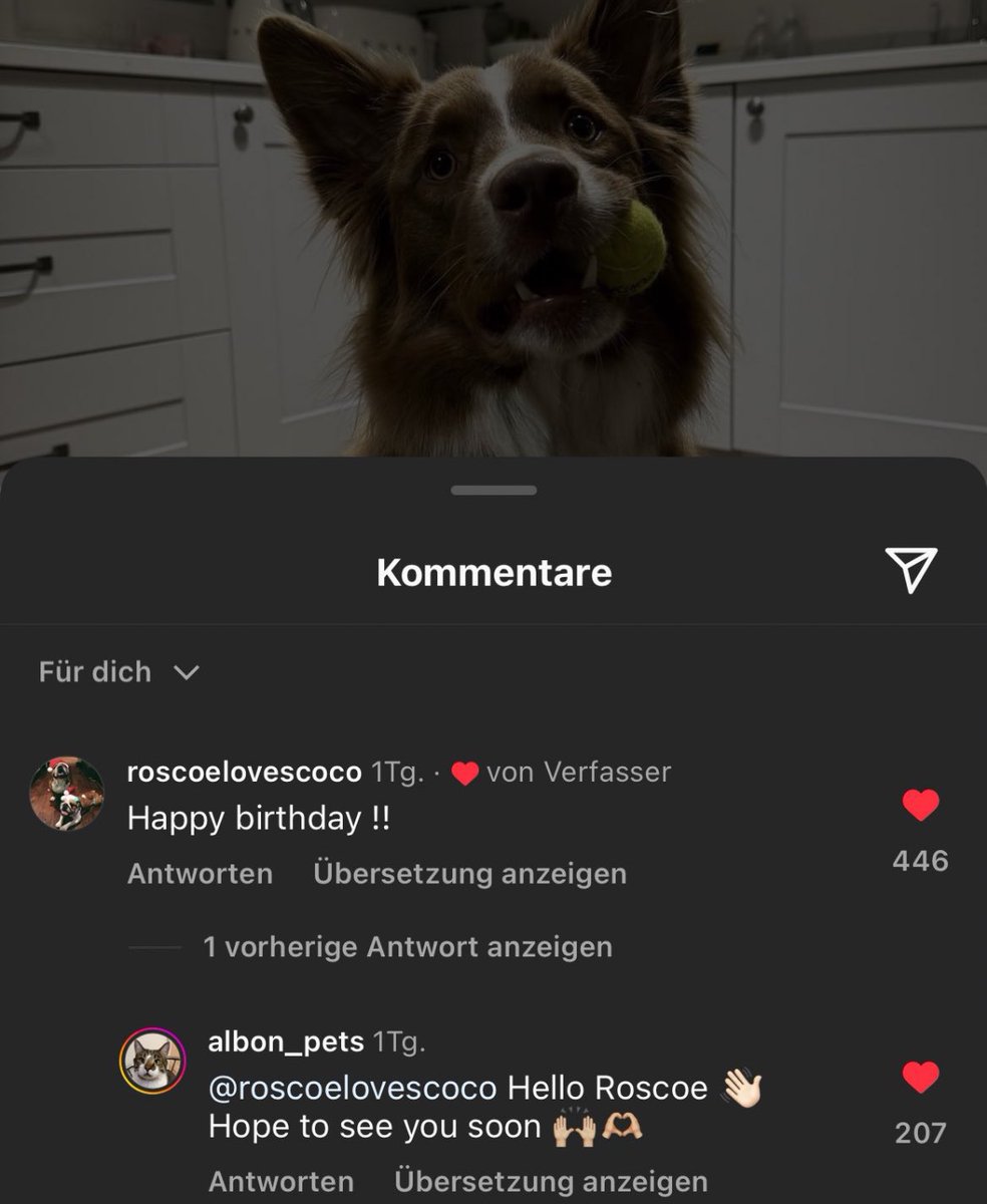 23russells's tweet photo. theyre a 10 but they pretend to be their dogs on instagram https://t.co/lHNncW0BaA