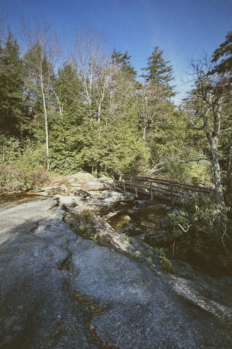 pine cone 🌲 tweet media