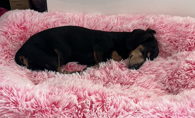 So adorable.. she just sleeps in her bed while I do naughty Skype calls 🥹 https://t.co/YCGRQYluNy