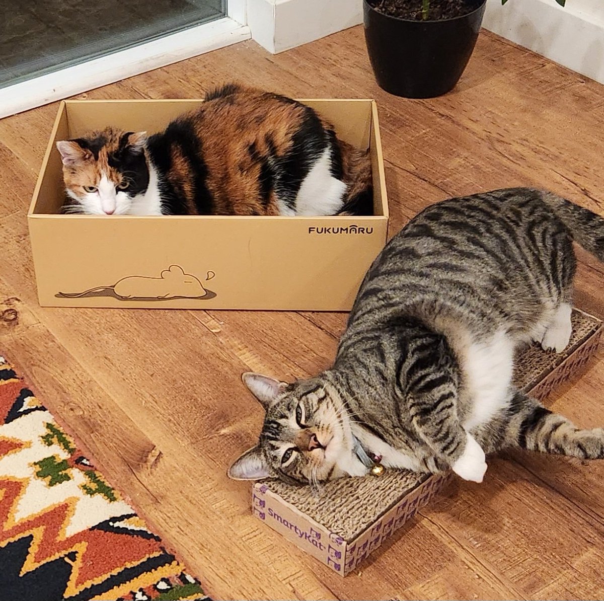 Davidlaz's tweet image. Sora&apos;s thinking it&apos;s time to stage an intervention #Caturday #CatnipHigh