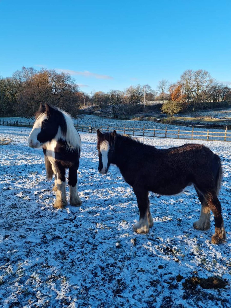 Very cold in Leeds today. ❄️ #hopepastures #leeds #horsesanctuary #rescuedonkeys #freetovisit