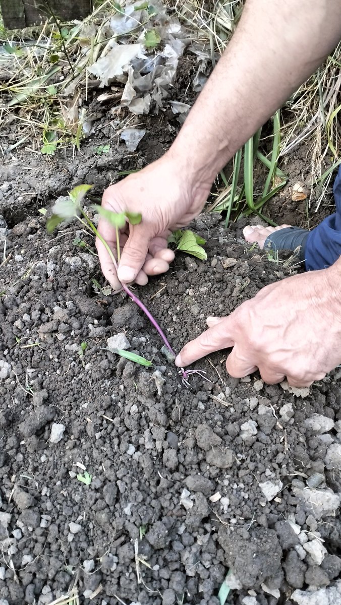 likesgreenery's tweet photo. Had a week of learning about planting kūmara from a local Niuean whānau and from the kai mahi at Māngere mountain education centre. Mauri ora 🍠👊🏼 #FreePalestine https://t.co/DySAW6QTiX