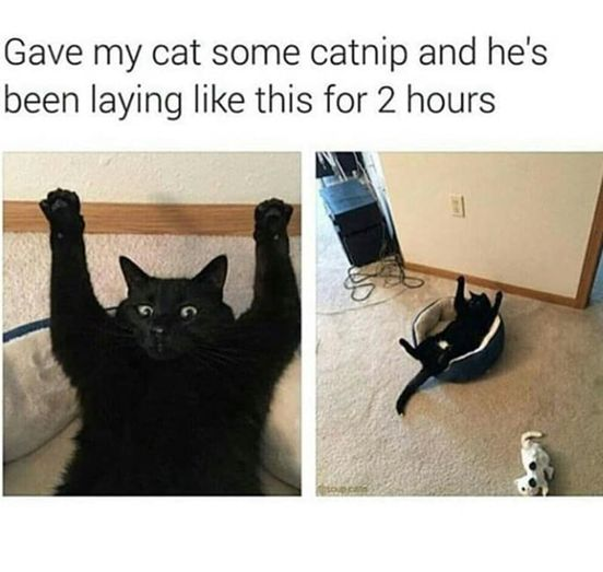 WholesomeMemes (@wholesomememe) on Twitter photo 