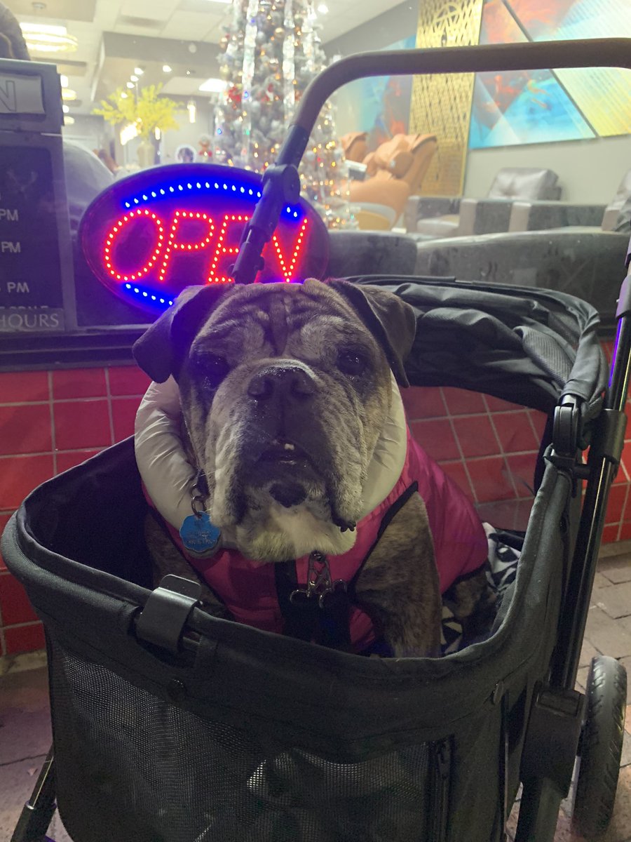At a Christmas parade getting all the pets.