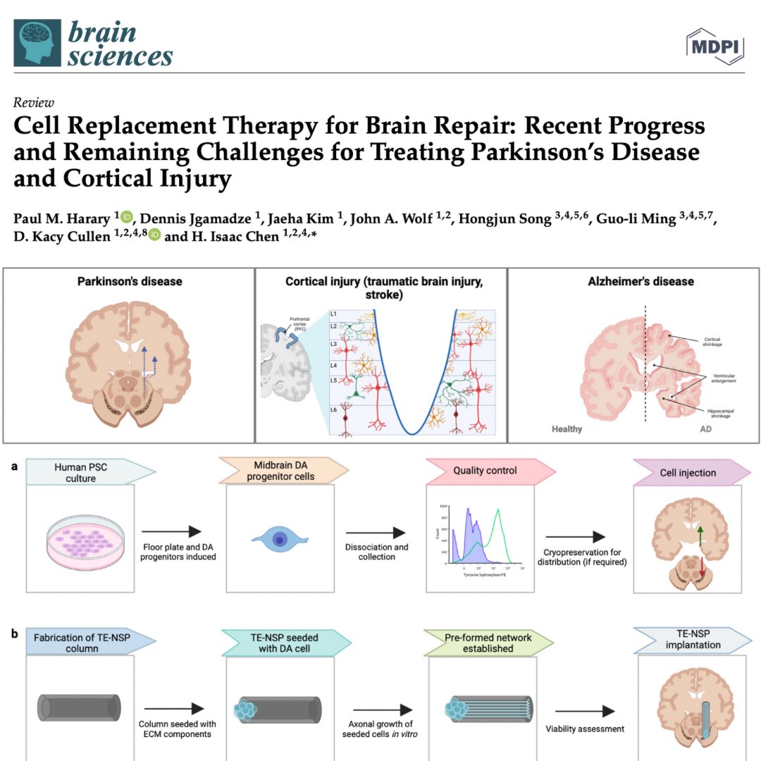 BrainRepairLab (Dr. Isaac Chen Lab) (@brainrepairlab) on Twitter photo Our latest paper highlights the most recent progress and remaining challenges in using cell replacement therapy for the treatment of Parkinson’s Disease and Cortical Injury 
 Check it out here: 
mdpi.com/2076-3425/13/1…
<a href="/PennNSG/">Penn Neurosurgery</a> <a href="/PennMedicine/">Penn Medicine</a> @DennisJgamadze Our latest paper highlights the most recent progress and remaining challenges in using cell replacement therapy for the treatment of Parkinson’s Disease and Cortical Injury 
 Check it out here: 
mdpi.com/2076-3425/13/1…
<a href="/PennNSG/">Penn Neurosurgery</a> <a href="/PennMedicine/">Penn Medicine</a> @DennisJgamadze