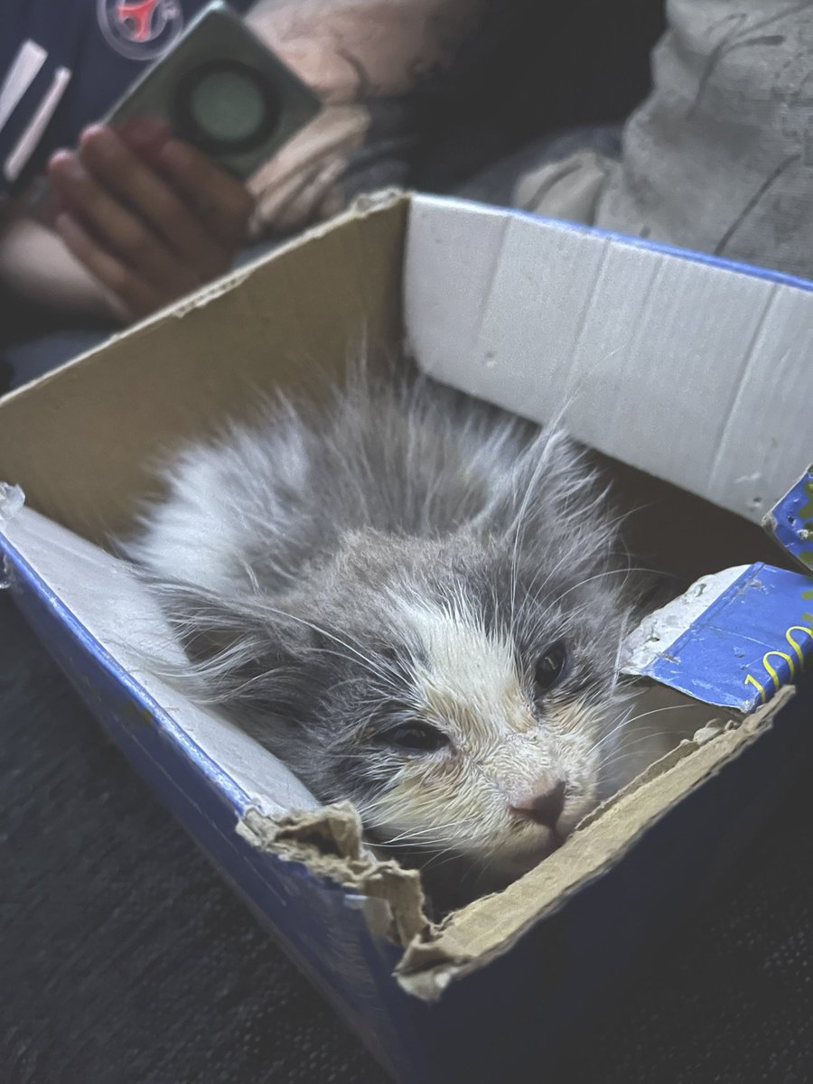 torrejonfocs's tweet photo. Ya tiene sus ojitos mejor. Se los limpiamos diariamente. Está buscando un hogar. Yo no puedo adoptar ya que en la casa tenemos 5 gatos, más los que alimentamos de la calle. Me ayudan con un RT por fa. 🙏 https://t.co/kjbKaQbPeZ