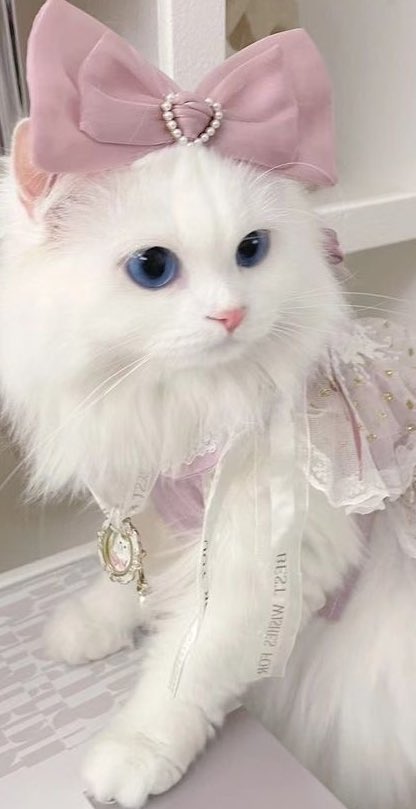 Nach__0's tweet photo. サンリオ ￤アニメ￤わんことねこ￤

が好きです(՞っ ̫ ⊂՞)

仲良くしてくれるお友達ください 🫶🏻
#雑多垢さんと繋がりたい #日常垢さんとつながりたい #アニメ好きさんと繋がりたい #サンリオ好きな人と繋がりたい
#オタクさんと繋がりたい https://t.co/w60yg0YnF1
