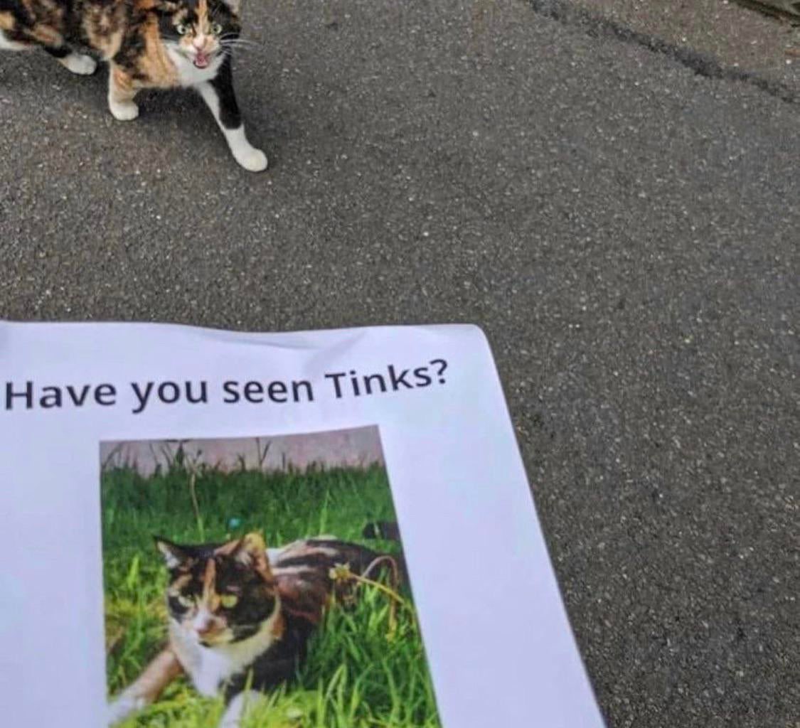 ShouldHaveCat's tweet photo. https://t.co/jvrF4HZBp8