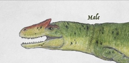 Both sexes have brow horns like that of their distant ancestors allosaurus but males have taller horns as a means of displaying prowess due to the drag they cause.