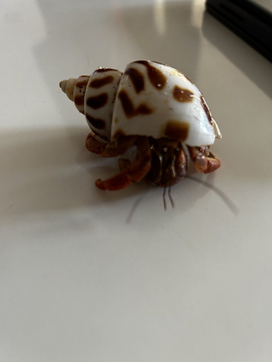 A great week with, studying different states, library visits, and a new student!  Lol Our students are writing, observing and learning about hermit crabs.