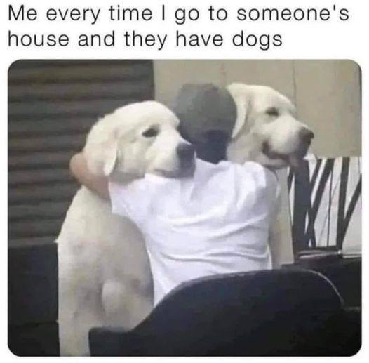 preciousdoggo's tweet photo. It's PIXEL meme time π πΆ
But this is us every time when there are dogs at someone's place π
What about you? π€
#dogsoftwitter #doggo #dog #dogs #doglife #dogmem #meme #dogjokes #funny #playtime #furbaby #family #doglovers #dogowners #dogclub https://t.co/UU8tKT4hBY