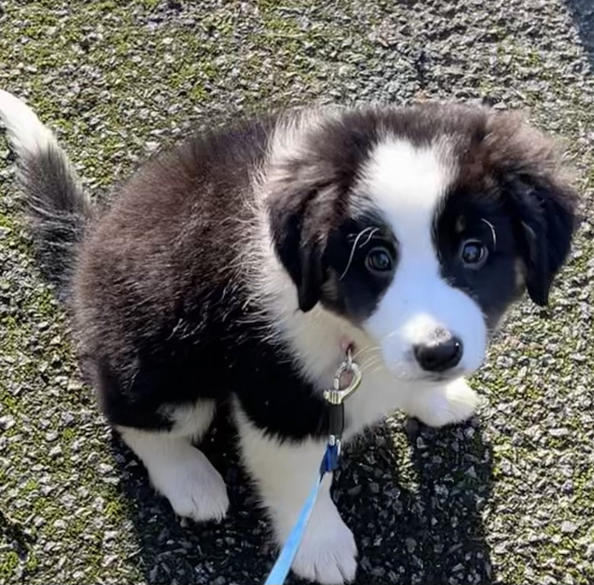 Kernow_Life's tweet photo. #Luna #pupdates ! So now luna has been with us 5 days. Shes so lovely, lots of fun . Plays with #Flynn our young #BorderCollie as long as she can . Plus she gets on fantastically with our oldest border collie Lila. Any way time for a #Cuteness overload! @HartCollie https://t.co/WIGhXWUq2g