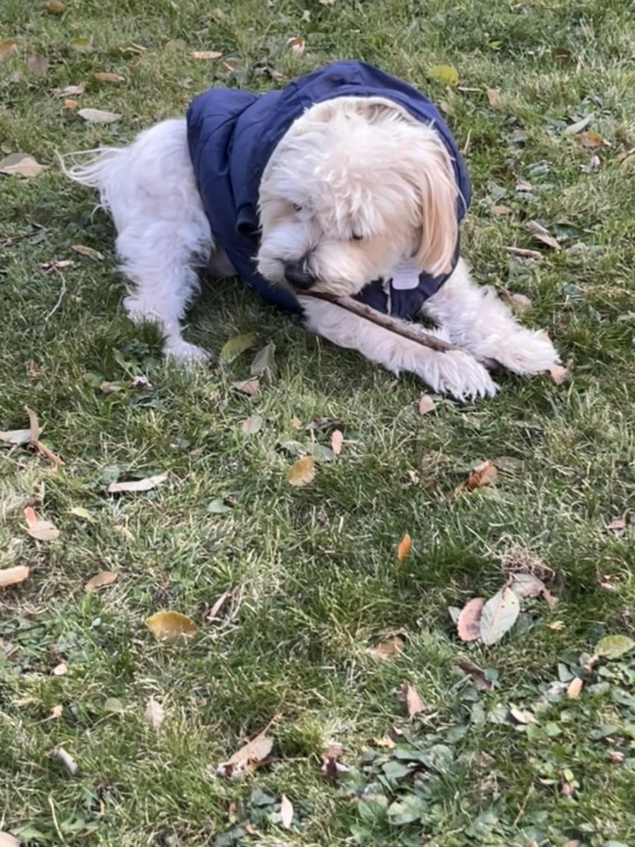 Rocky enjoying the stick he found so much that he didn’t care his hood fell over his eyes. And apparently he’s also a flutist! If only peace and joy came easy like this everywhere!   #morkiesofinstagram #morkie #dogandhisstick #cutedog #sillydog #dogsinthe6ix #lovemyboy #myheart