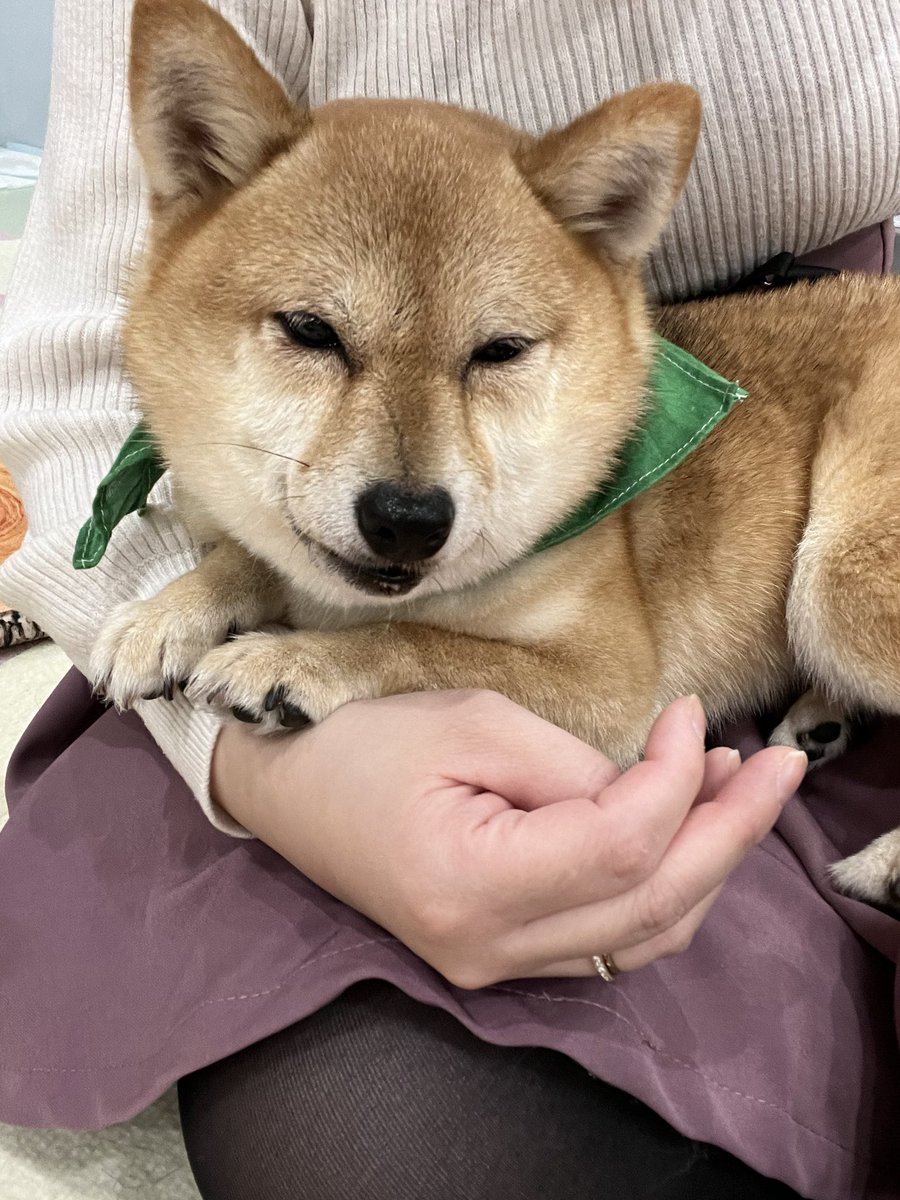 Aya_48chan's tweet photo. #小豆柴の郷上野店
レンゲちゃんに会っときたい！！と思い、昨日お邪魔しました🐕 ͗ ͗
フロアのセンターでネムネム中🫧💭
ドタバタしてても関係なく寝てるの流石です🥰
そしてムギしゃんがお膝でくつろいでくれた…！
柴犬ちゃんの後頭部って何でこんなに可愛いの🫶
癒され幸せでした💕 https://t.co/DJfkxdRzed