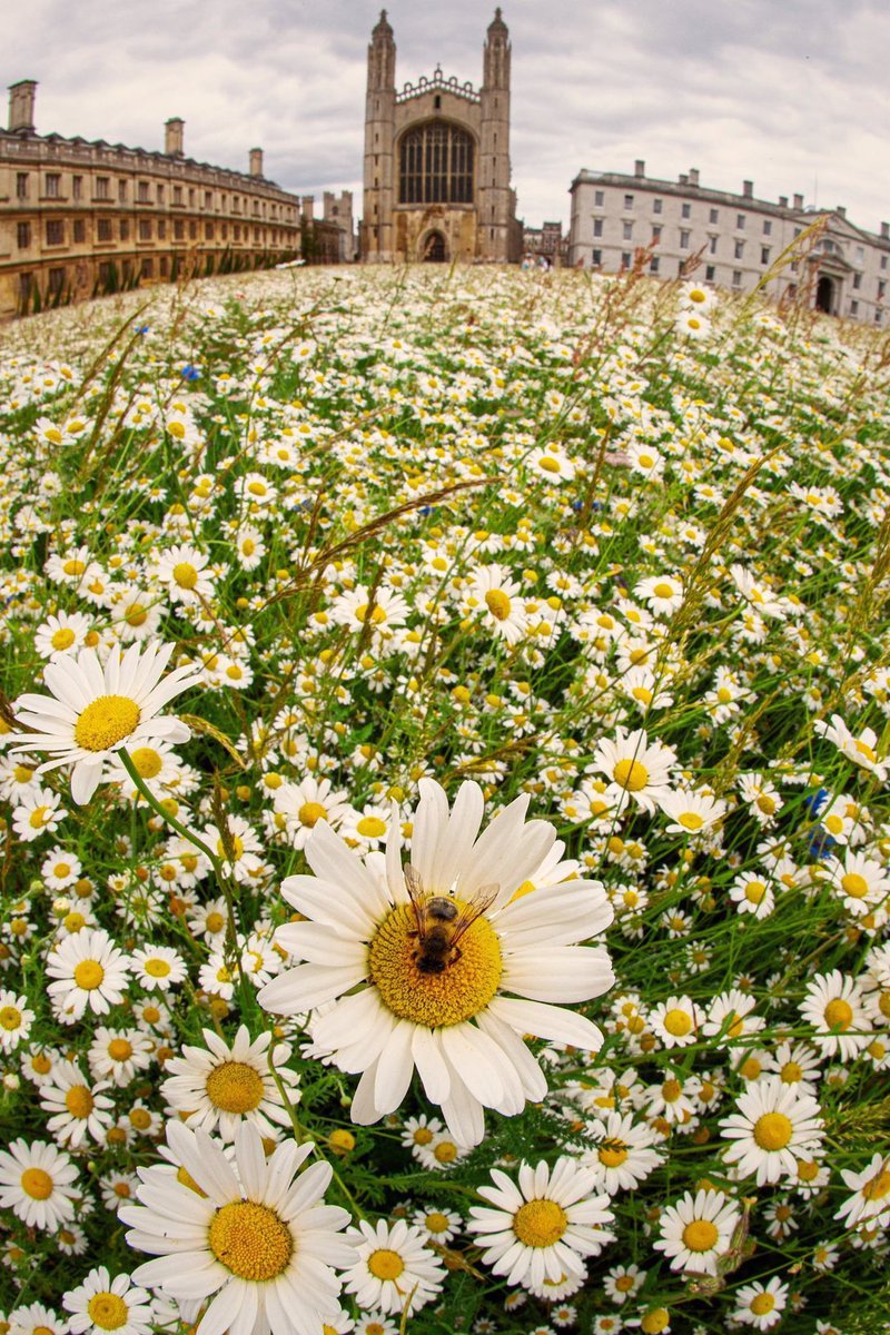 RT if you’d like to see more green spaces boosting biodiversity and benefitting pollinating insects like this inspiring wildflower meadow at King’s College, Cambridge. Let’s bring nature back 🐝